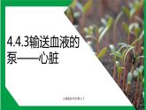 4.4.3输送血液的泵——心脏（课件+教案+练习+导学案）