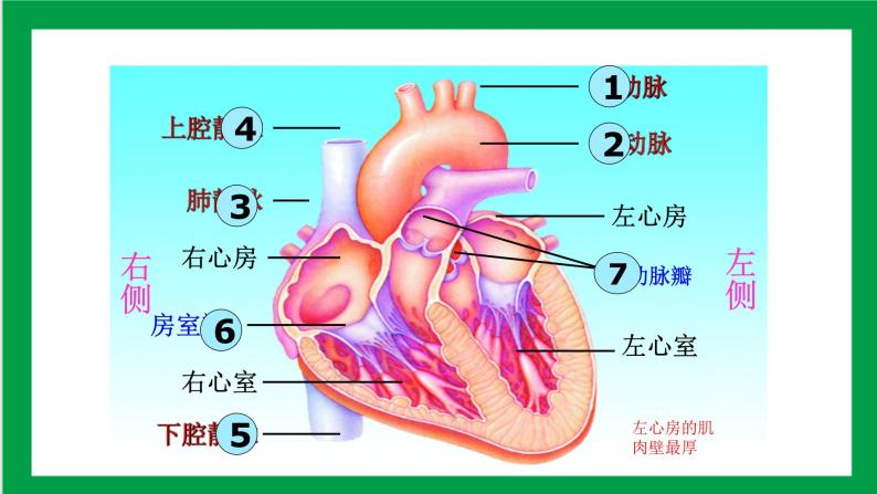 4.4.3输送血液的泵——心脏（课件+教案+练习+导学案）07