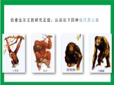 4.1.1人类的起源和发展（课件+教案+练习+导学案）