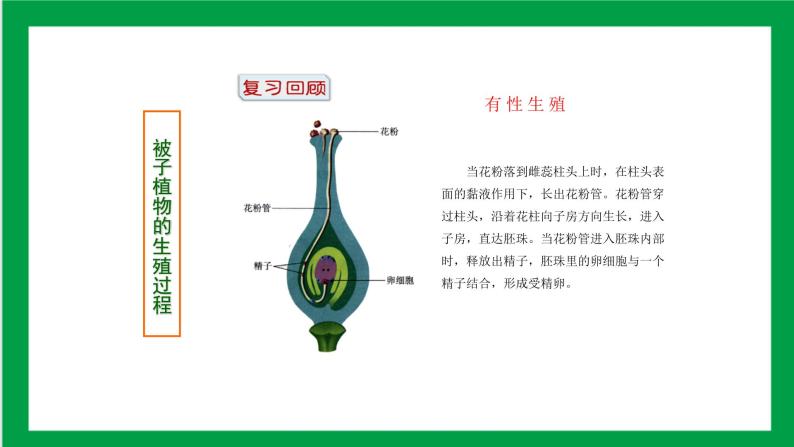 4.1.2人的生殖（课件+教案+练习+导学案）05