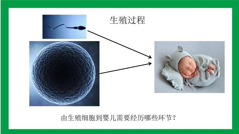 4.1.2人的生殖（课件+教案+练习+导学案）08