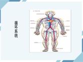 4.4.1流动的组织——血液（课件+教案+练习+导学案）