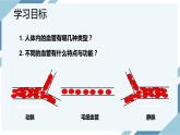 4.4.2血流的管道——血管（课件+教案+练习+导学案）