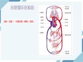 4.4.3输送血液的泵——心脏 第二课时（课件+教案+练习+导学案）