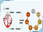 4.4.3输送血液的泵——心脏 第二课时（课件+教案+练习+导学案）