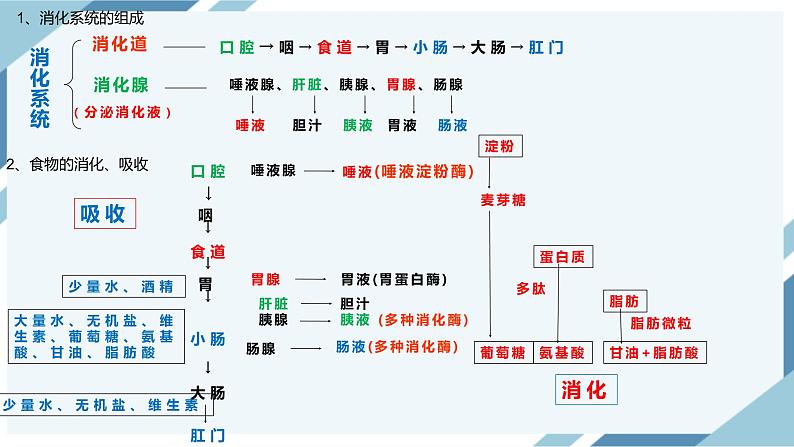 4.2.2消化和吸收（课件+教案+练习+导学案）06