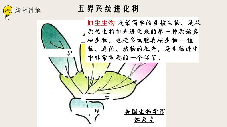 22.2原生生物的主要类群  课件第2页