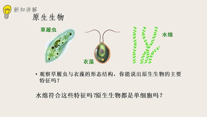 22.2原生生物的主要类群  课件第3页