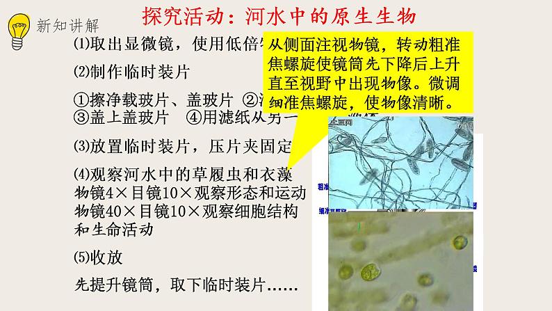 22.2原生生物的主要类群  课件第6页