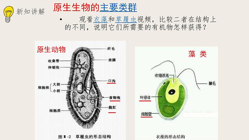 22.2原生生物的主要类群  课件第7页