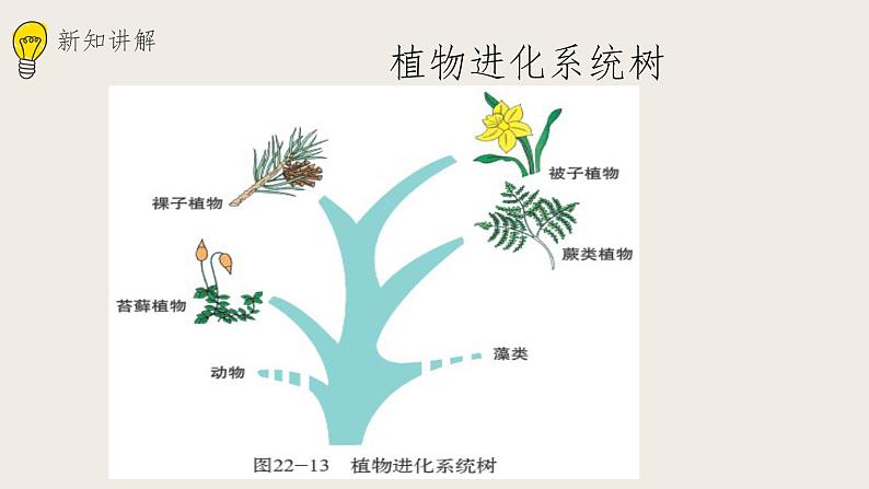 22.3植物的主要类群（课件+教案+练习+导学案）03