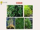 22.3植物的主要类群（课件+教案+练习+导学案）