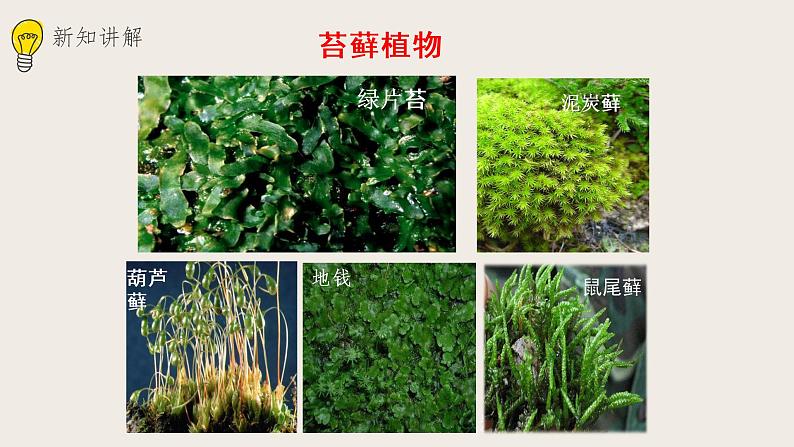 22.3植物的主要类群（课件+教案+练习+导学案）04