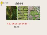 22.3植物的主要类群（课件+教案+练习+导学案）