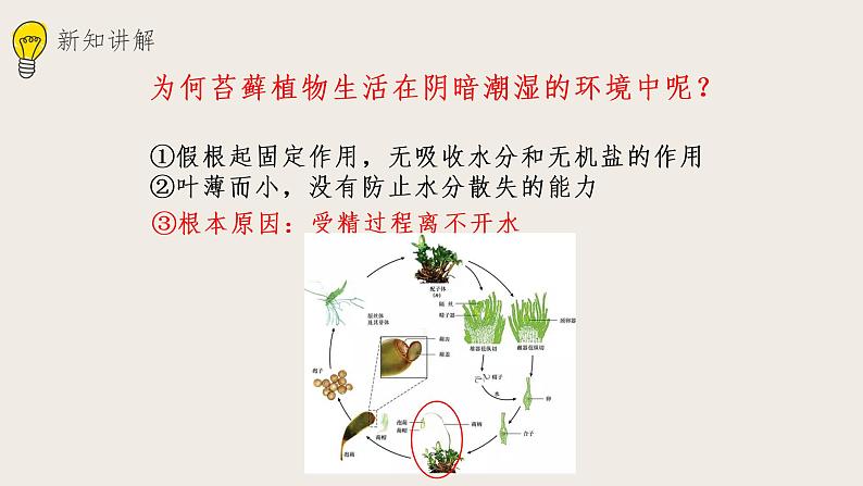 22.3植物的主要类群（课件+教案+练习+导学案）08