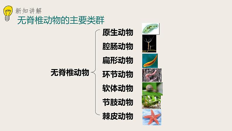 22.4动物的主要类群（课件+教案+练习+导学案）08