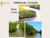 23.2生态系统概述（课件+教案+练习+导学案）