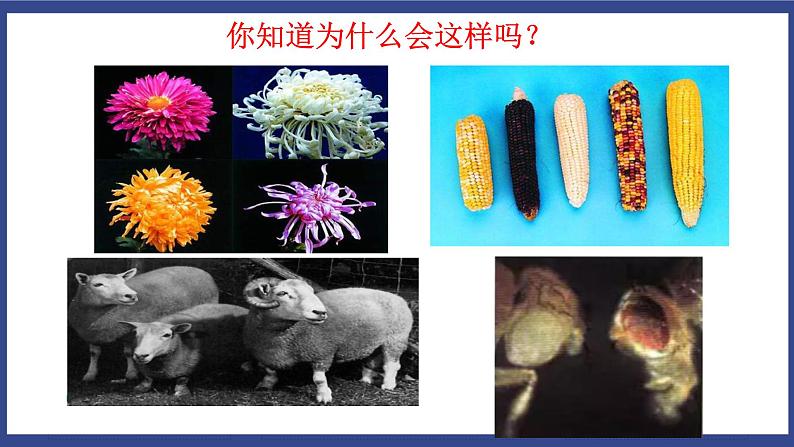 7.2.5 生物的变异（课件+教案+练习+导学案）03