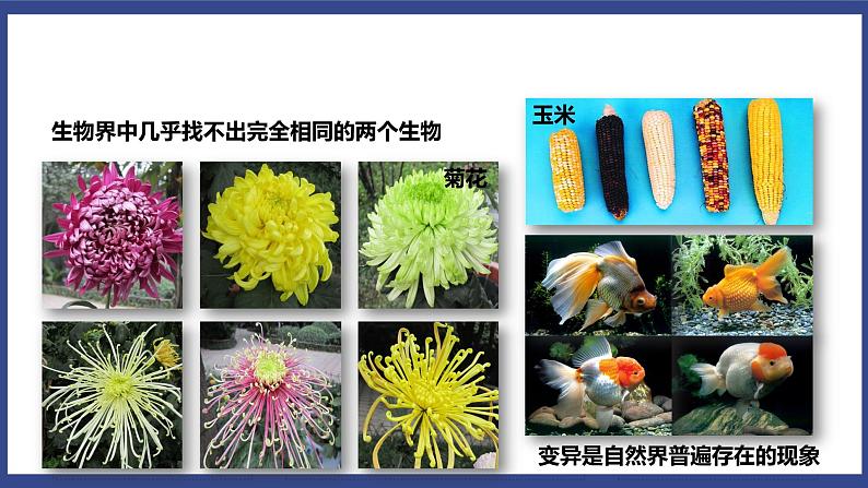 7.2.5 生物的变异（课件+教案+练习+导学案）06