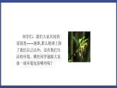 7.1.1 植物的生殖（课件+教案+练习+导学案）