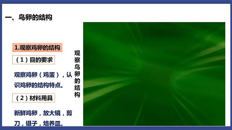 7.1.4 鸟的生殖和发育 课件第7页