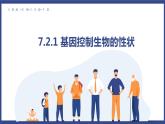 7.2.1 基因控制生物的性状（课件+教案+练习+导学案）