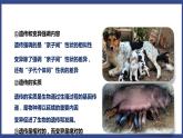 7.2.1 基因控制生物的性状（课件+教案+练习+导学案）