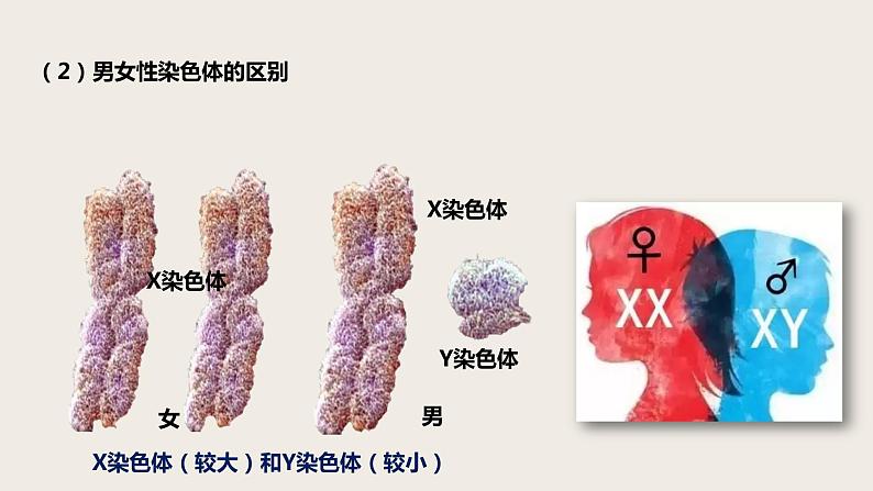 7.2.4 人的性别遗传（课件+教案+练习+导学案）06