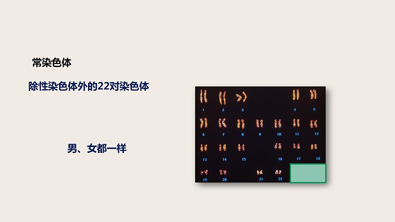 7.2.4 人的性别遗传（课件+教案+练习+导学案）07