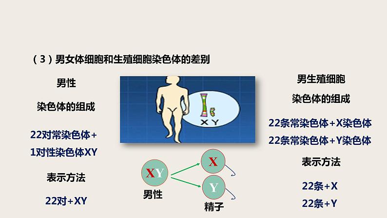 7.2.4 人的性别遗传（课件+教案+练习+导学案）08