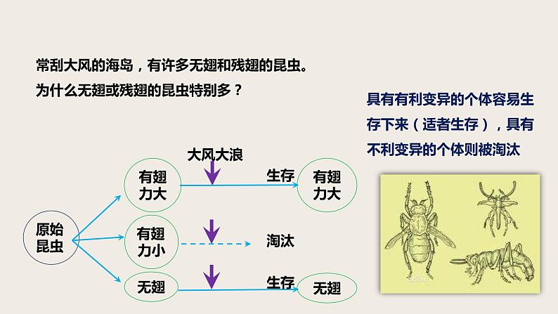 7.3.3 生物进化的原因（课件+教案+练习+导学案）02