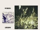 7.3.3 生物进化的原因（课件+教案+练习+导学案）