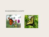 7.1.2 昆虫的生殖和发育（课件+教案+练习+导学案）