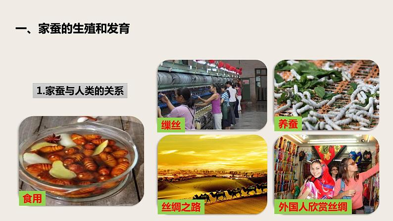 7.1.2 昆虫的生殖和发育 课件第6页