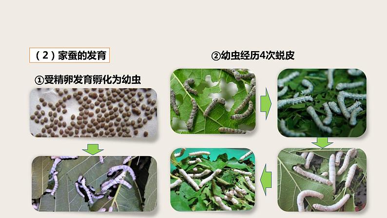 7.1.2 昆虫的生殖和发育 课件第8页