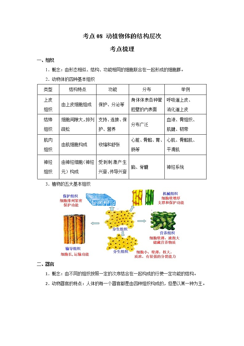 考点08 动植物体的结构层次（解析版）-2022年生物中考一轮过关讲练（人教版）第1页