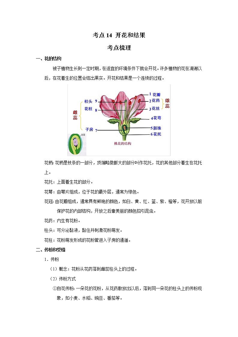 考点14 开花和结果（解析版）-2022年生物中考一轮过关讲练（人教版）第1页