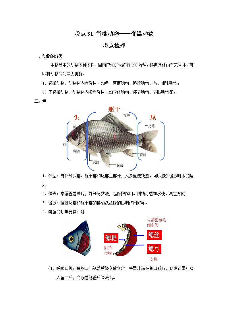 考点31 脊椎动物——变温动物（解析版）-2022年生物中考一轮过关讲练（人教版）01