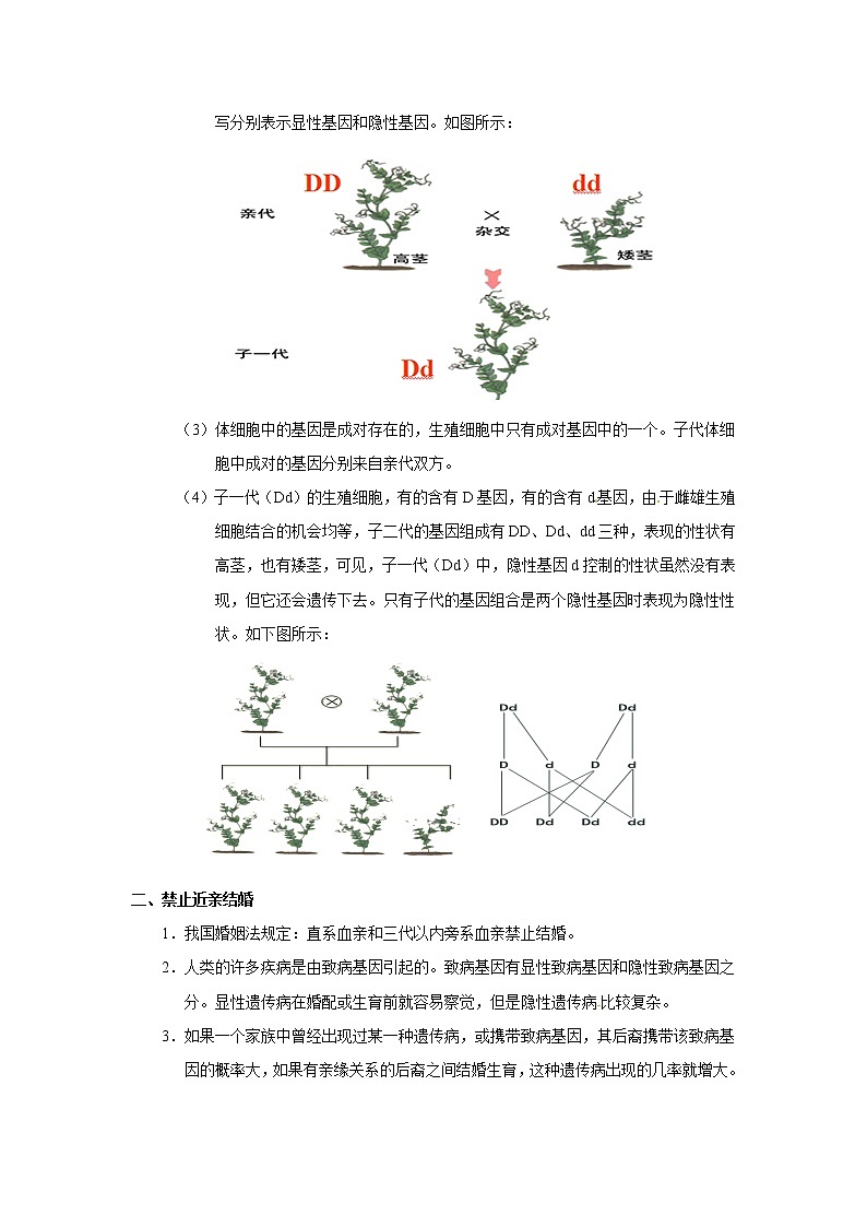 考点41 基因的显性和隐性（解析版）-2022年生物中考一轮过关讲练（人教版）第2页