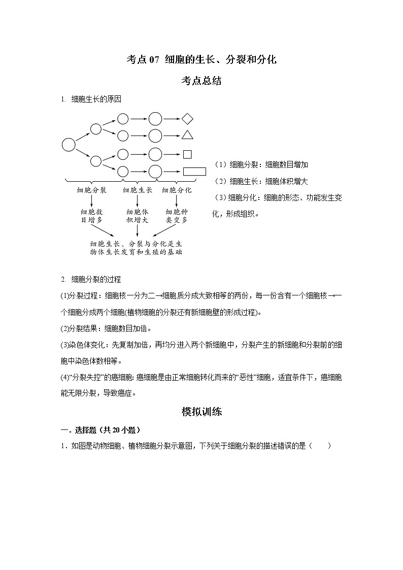 考点07 细胞的生长、分裂和分化（解析版）-2022年生物中考一轮复习考点透析（人教版）第1页