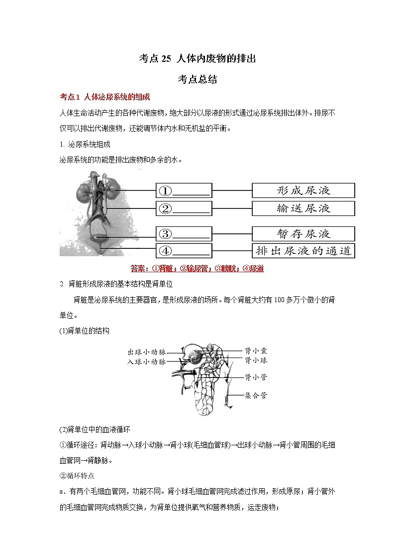 考点25 人体内废物的排出（解析版）-2022年生物中考一轮复习考点透析（人教版）第1页