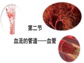 4-4-2血流的管道——血管课件2021-2022学年人教版七年级生物下册