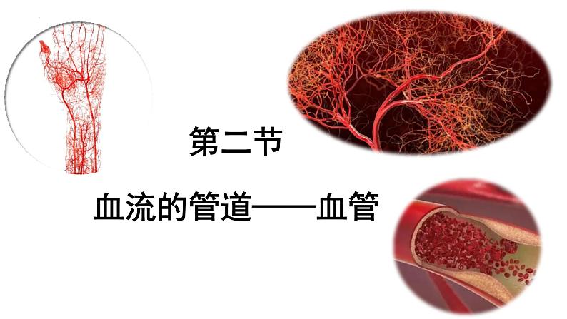 4-4-2血流的管道——血管课件2021-2022学年人教版七年级生物下册01