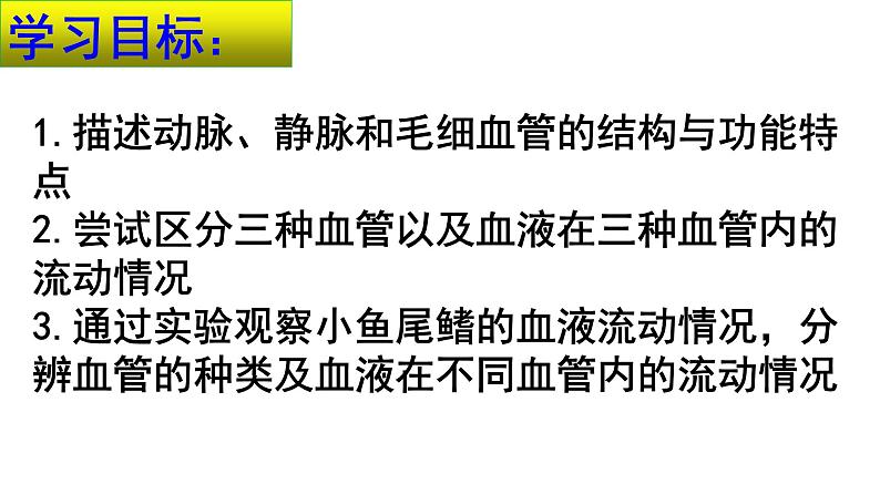 4-4-2血流的管道——血管课件2021-2022学年人教版七年级生物下册02