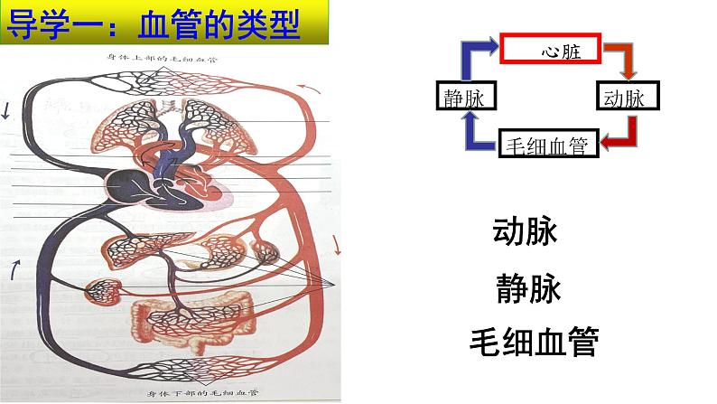 4-4-2血流的管道——血管课件2021-2022学年人教版七年级生物下册04