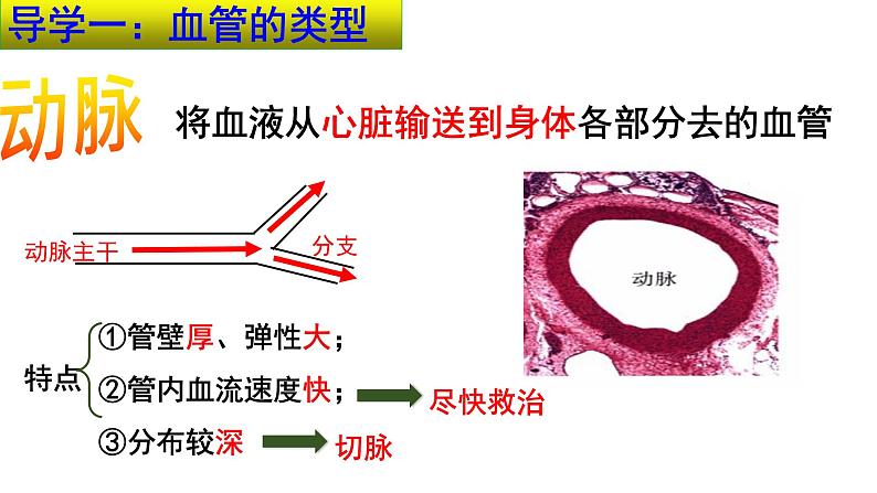 4-4-2血流的管道——血管课件2021-2022学年人教版七年级生物下册07