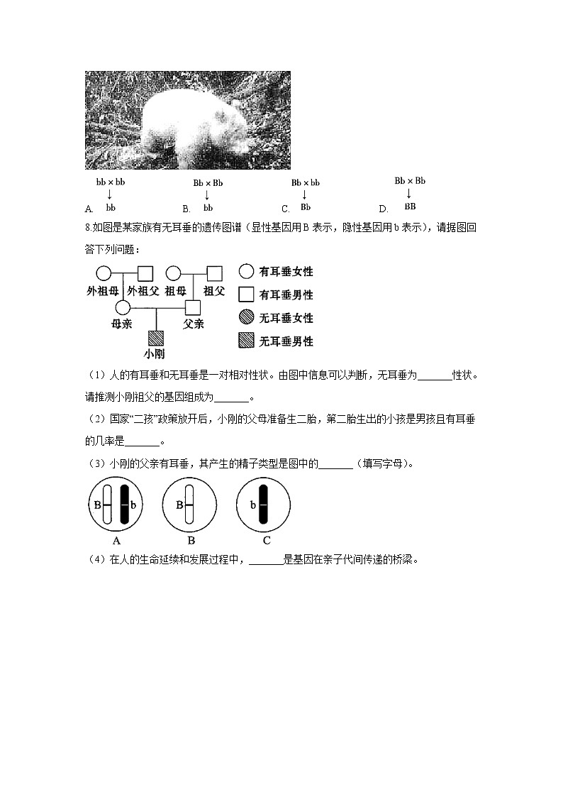 6.2.1遗传的物质基础-2021-2022学年生物 冀教版八年级下册随堂小测02