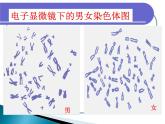 《第四节 人的性别遗传》课件