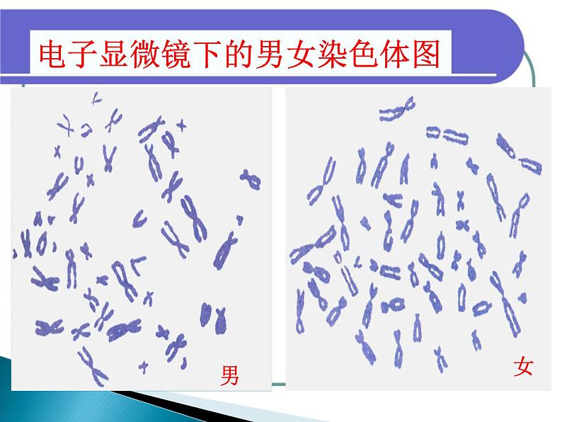 《第四节 人的性别遗传》课件05