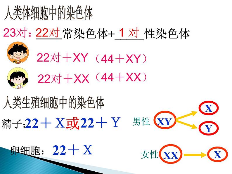 《第四节 人的性别遗传》课件07